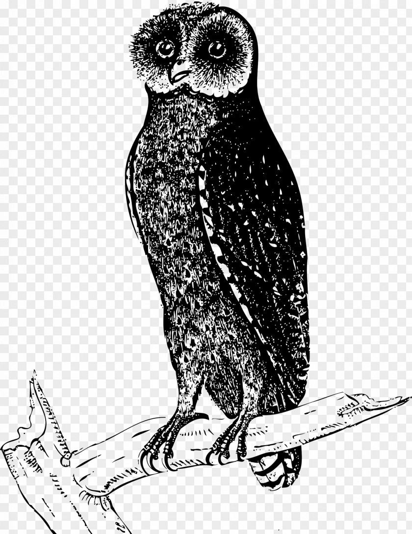 Owls Owl Bird Drawing Clip Art PNG