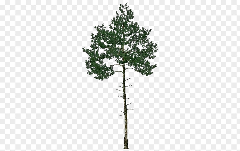 Pinheiro Pine Family Evergreen PNG