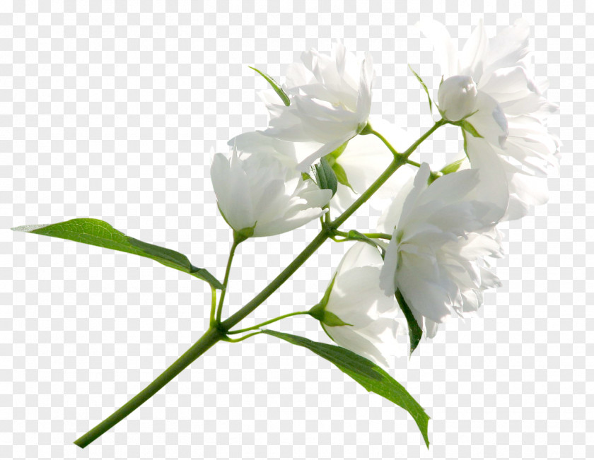 White Flower Clipart Image Clip Art PNG