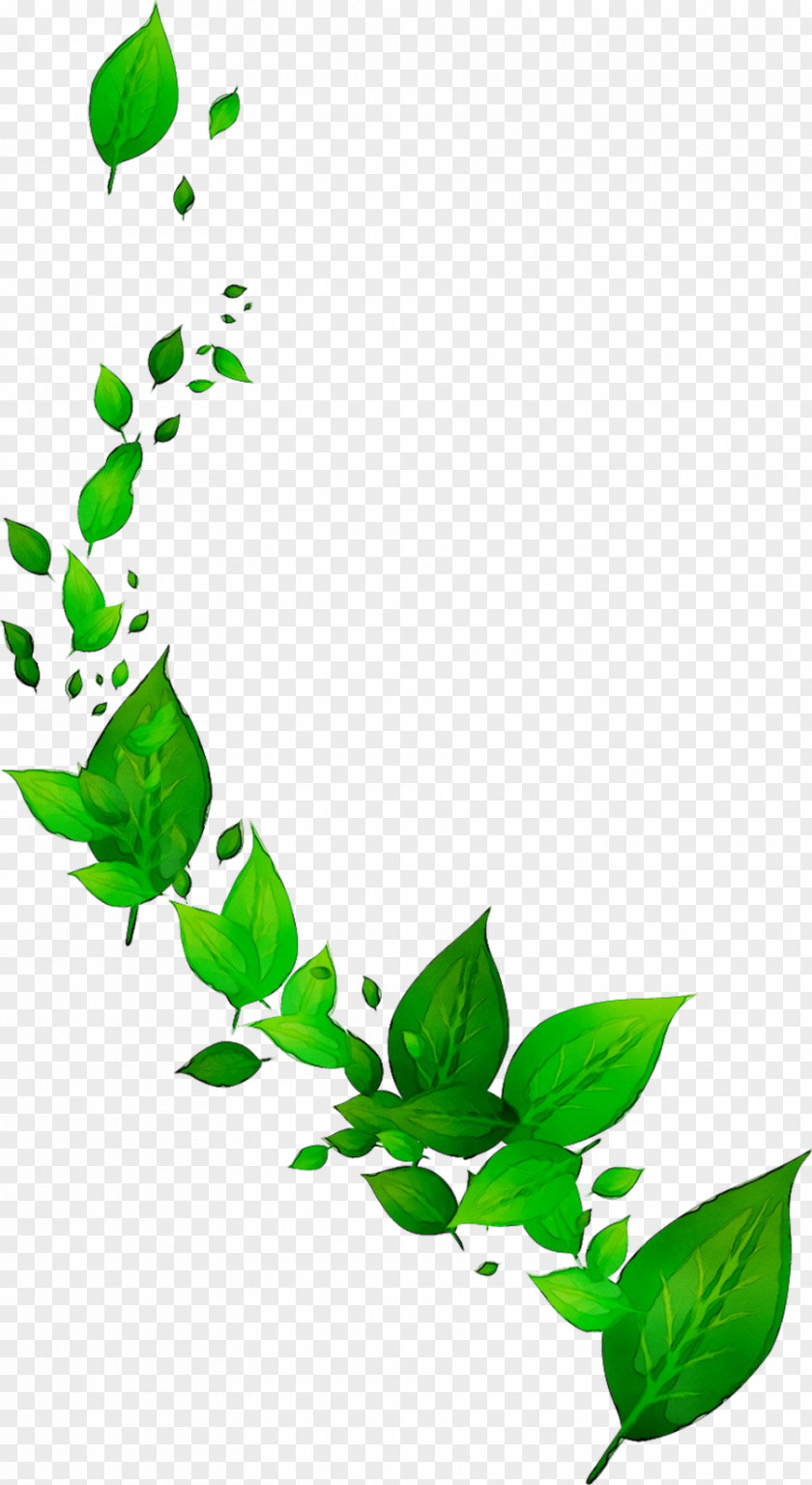 Herbal Plant Stem Leaf Green Tea PNG