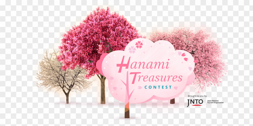 Japan Japanese Hanami Experience Desktop Wallpaper PNG
