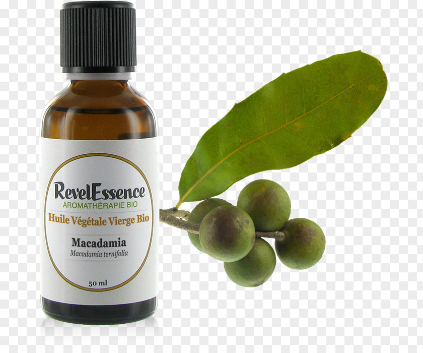 Oil Vegetable Apricot Kernel Noyau PNG