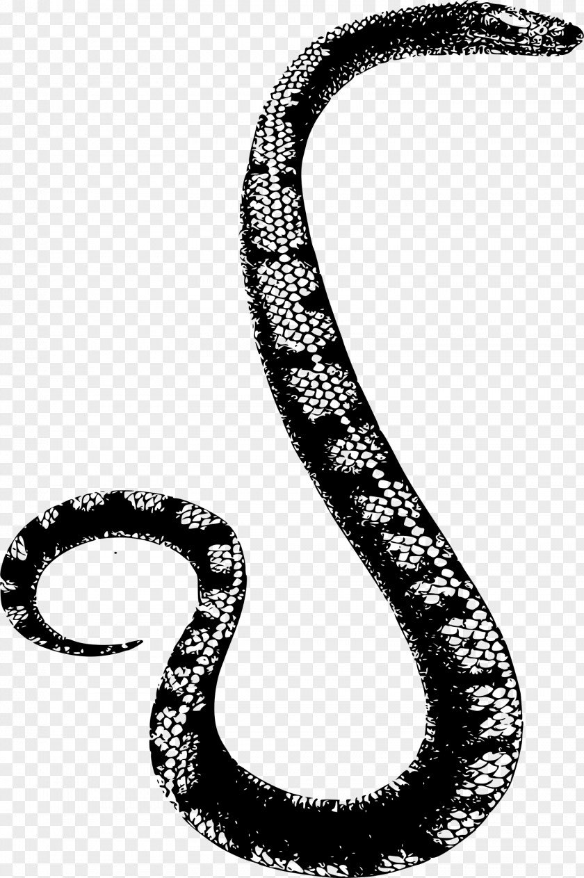 Simple Snake Snakes Clip Art Reptile Vipers Boa Constrictor PNG