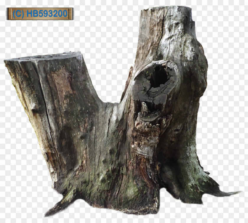Stump Tree Trunk Root PNG