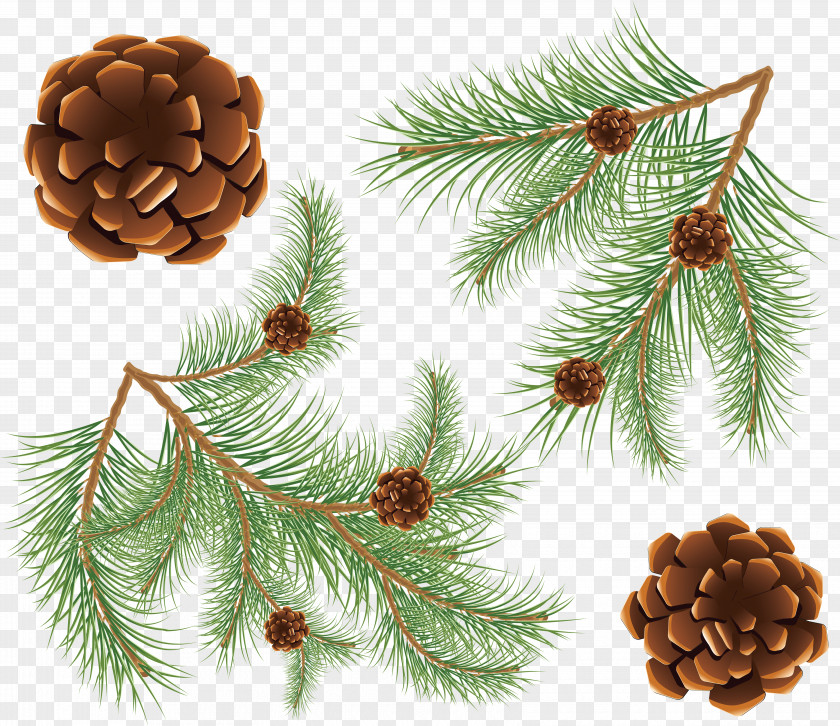 Tree Fir Conifer Cone Coulter Pine PNG