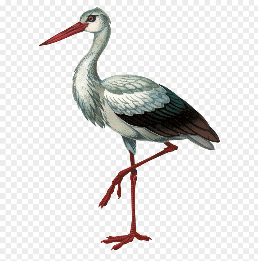 Bird White Stork Black Красная книга Волгоградской области Beak PNG