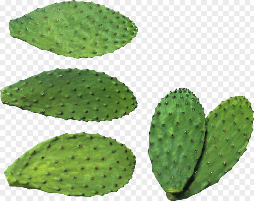 Cactaceae Clip Art PNG