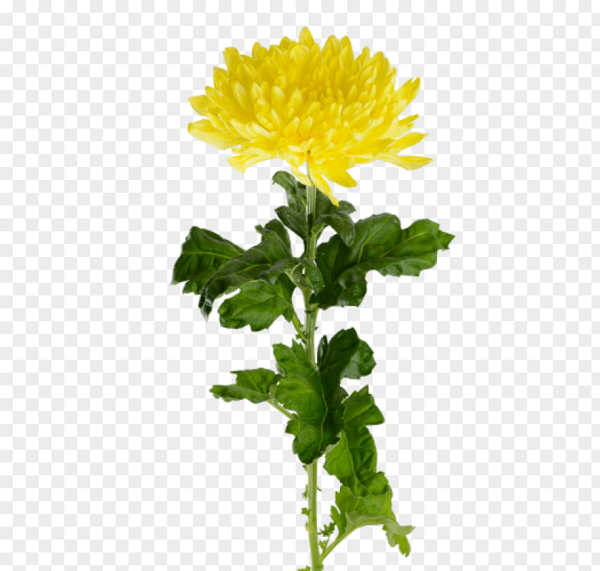 Flower Crown Daisy Yellow Oxeye PNG