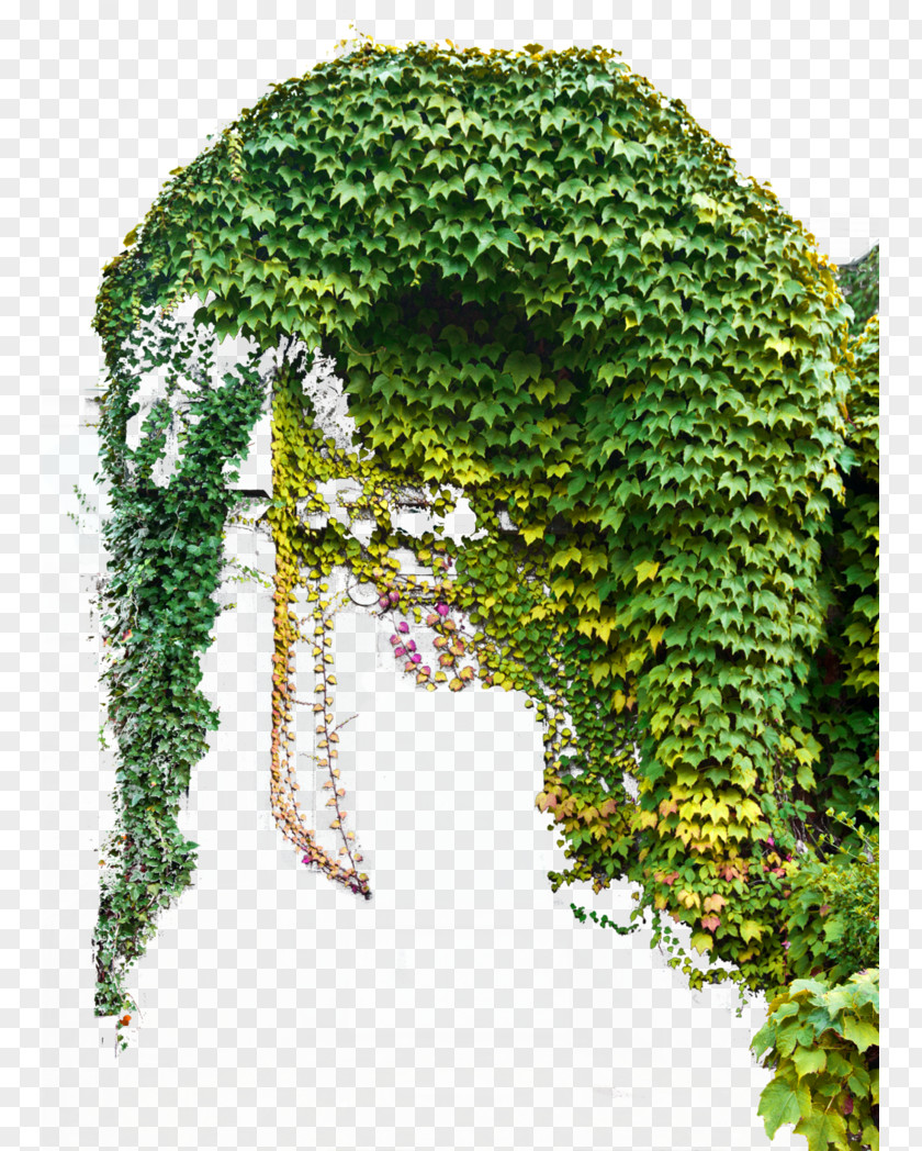 Green And Fresh Grass Curtain Decoration Pattern Common Ivy Vine Plant PNG