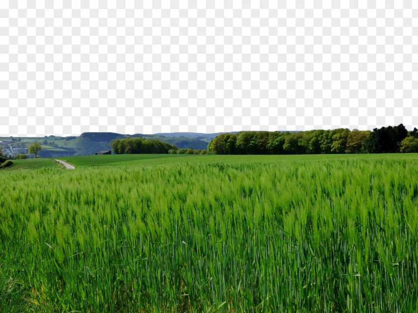 Green Wheat Field Crop Aojiru Cereal Barley PNG