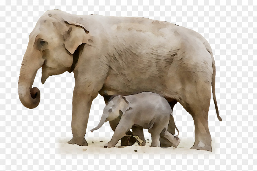 Indian Elephant African Fauna Terrestrial Animal PNG