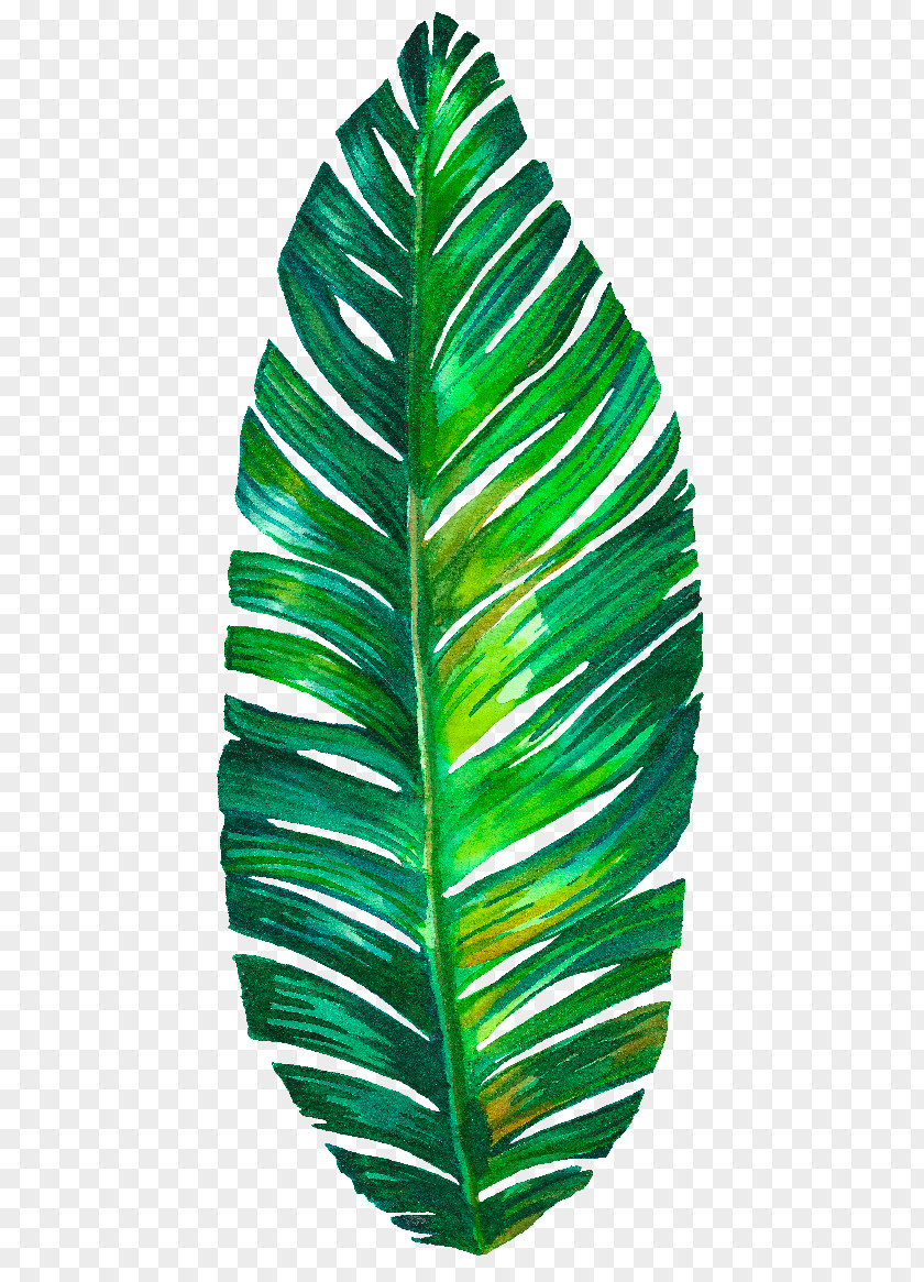 Monstera Leaf PNG