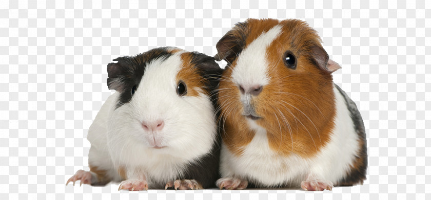 Pig Guinea Care Pet Cage PNG