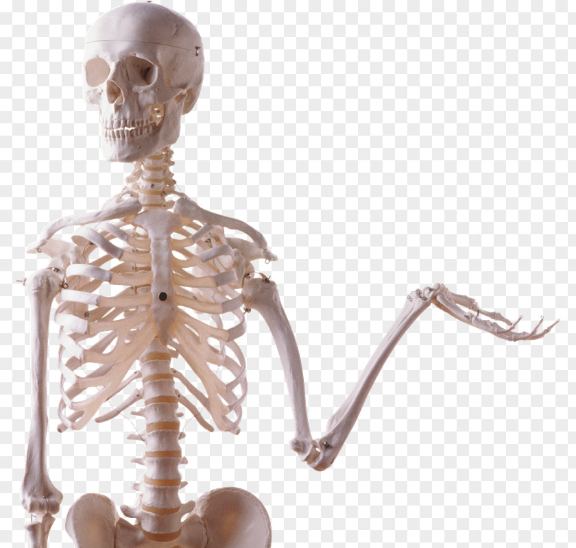 Skeleton Human Body Bone Skull PNG