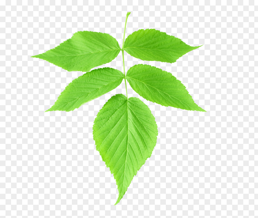 Folha Leaf Plant Clip Art PNG