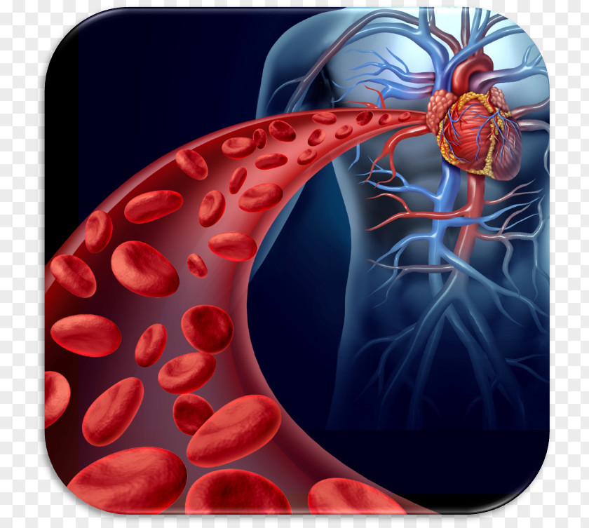 Heart Red Blood Cell Thrombus Circulatory System Stem PNG