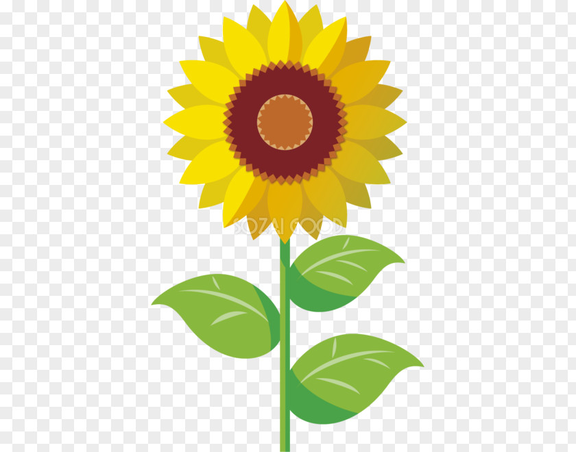 Sunflower Cartoon Drawing Art Museum Wikia PNG