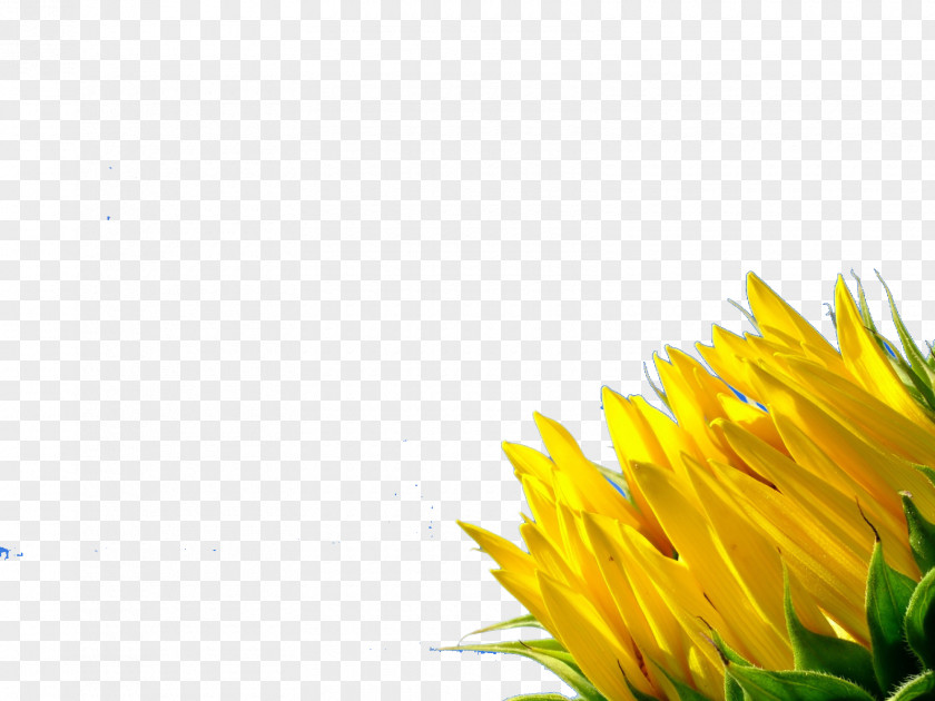 Copy Desktop Wallpaper Color Yellow Display Resolution PNG
