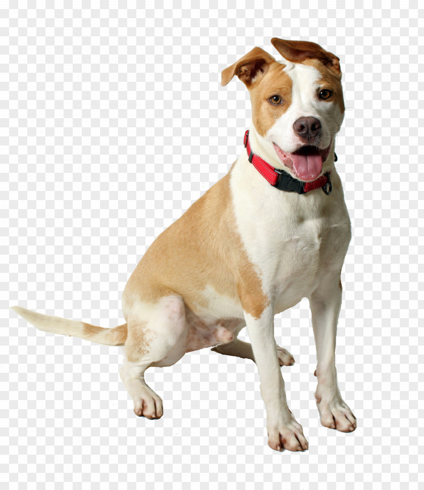 Dog Collar Braque Saintgermain Cartoon PNG