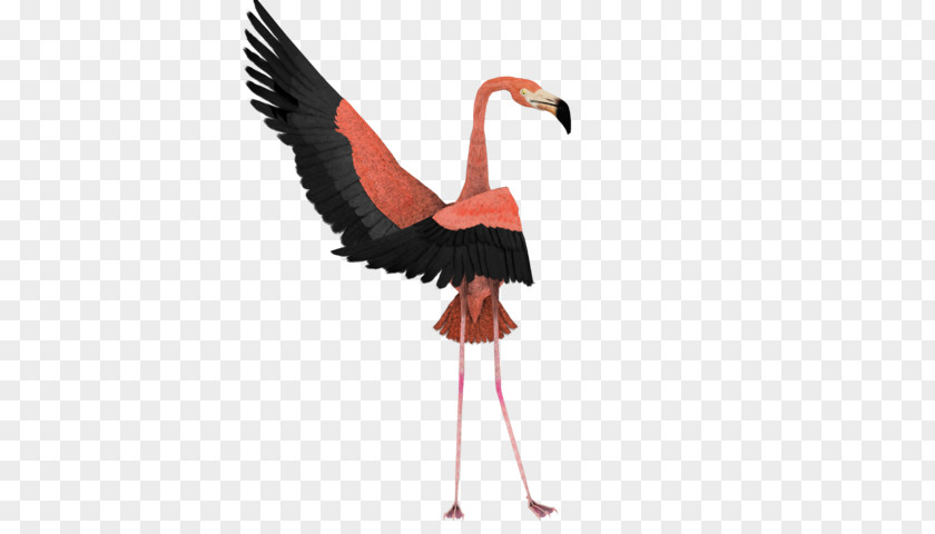 Flamingo Wallpaper Dance Art Bird Clip PNG