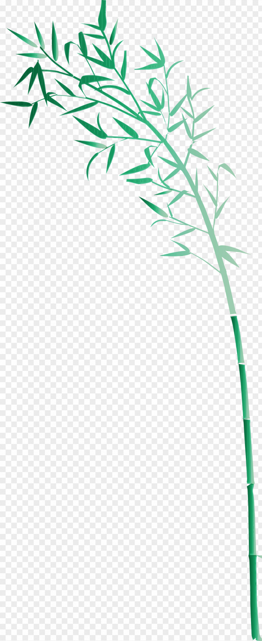 Green Plant Stem Leaf Grass Family PNG