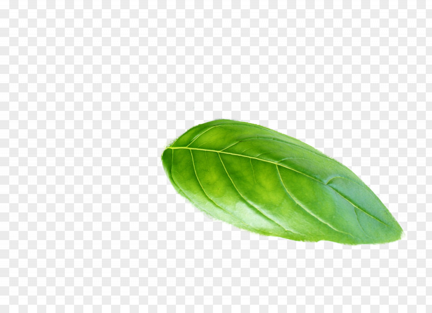 Basil Leaf Plant PNG