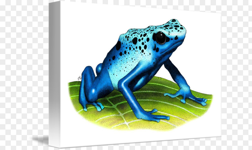 Blue Poison Dart Frog True Tree Toad PNG