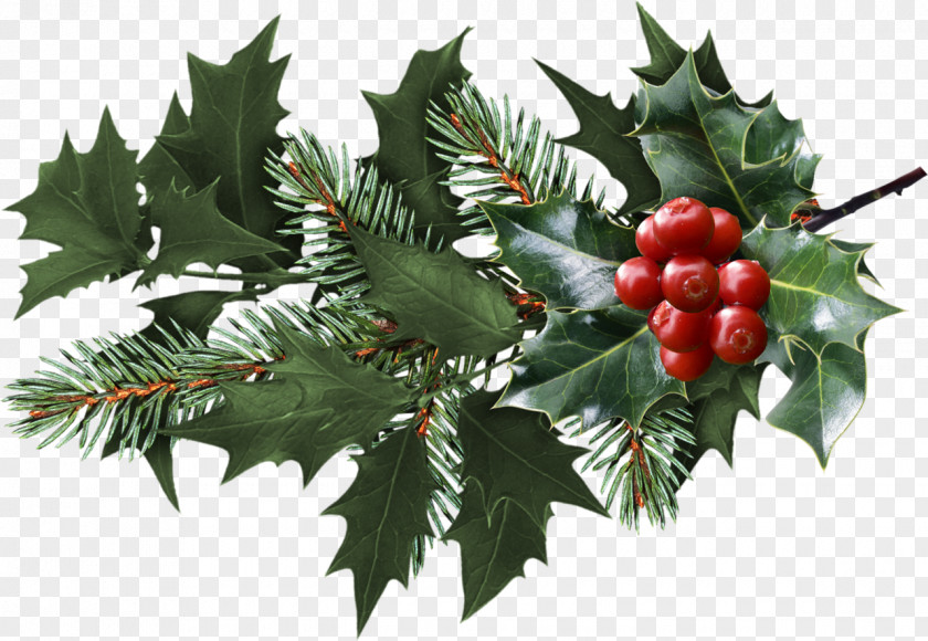 Blueberries Mistletoe Christmas Clip Art PNG