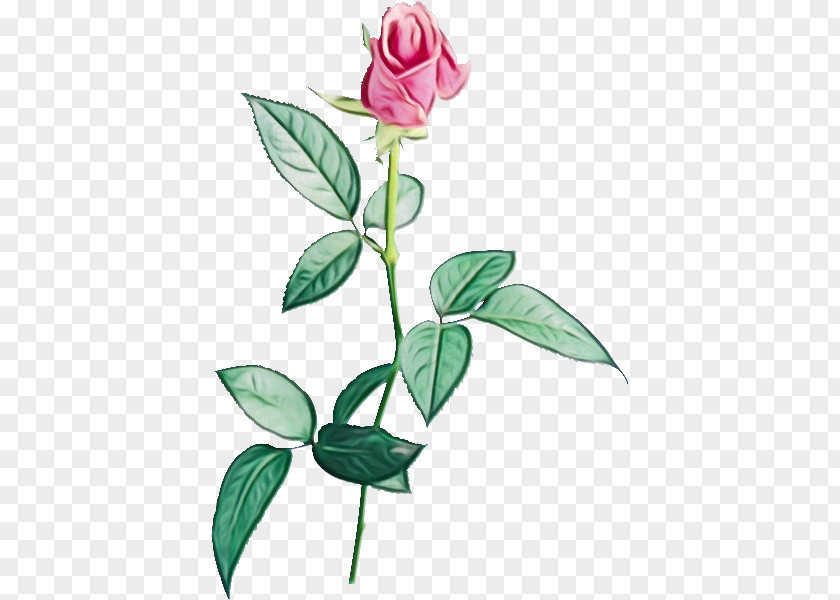 Carolina Rose Rosa Dumalis Pink Flower Cartoon PNG