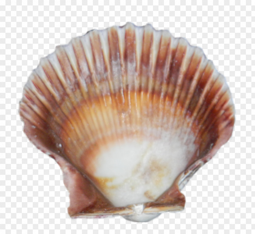 Free Download Seashell Images Cockle Clip Art PNG