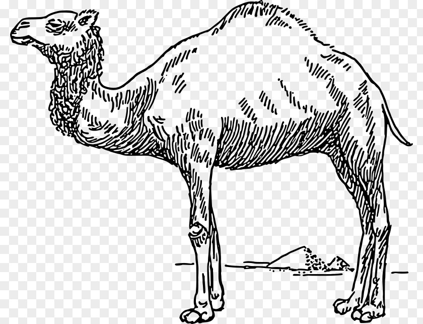 Hairy Vector Dromedary Bactrian Camel Clip Art PNG