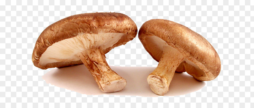 Mushroom Shiitake Organic Food Common Edible PNG