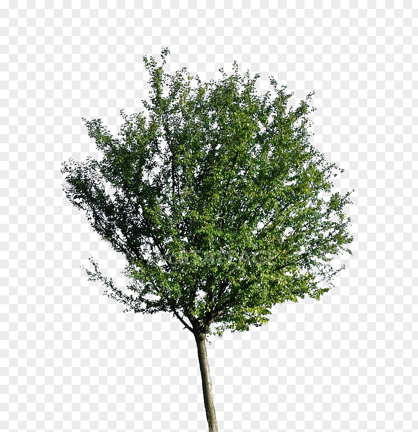 Tree Planting Neem Stock Photography Oak PNG