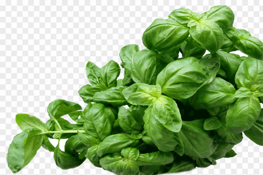 Basil Holy Pesto Mediterranean Cuisine Herb PNG