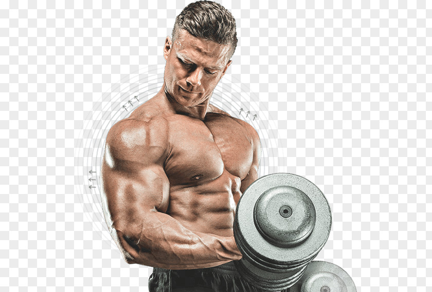 Bodybuilding Muscle Human Body PNG