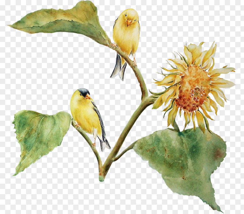 Evolution Of Birds Uihere Finches Flowering Plant Beak Plants PNG