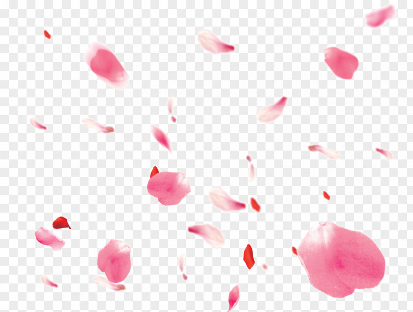 Falling Petals Petal Download Clip Art PNG