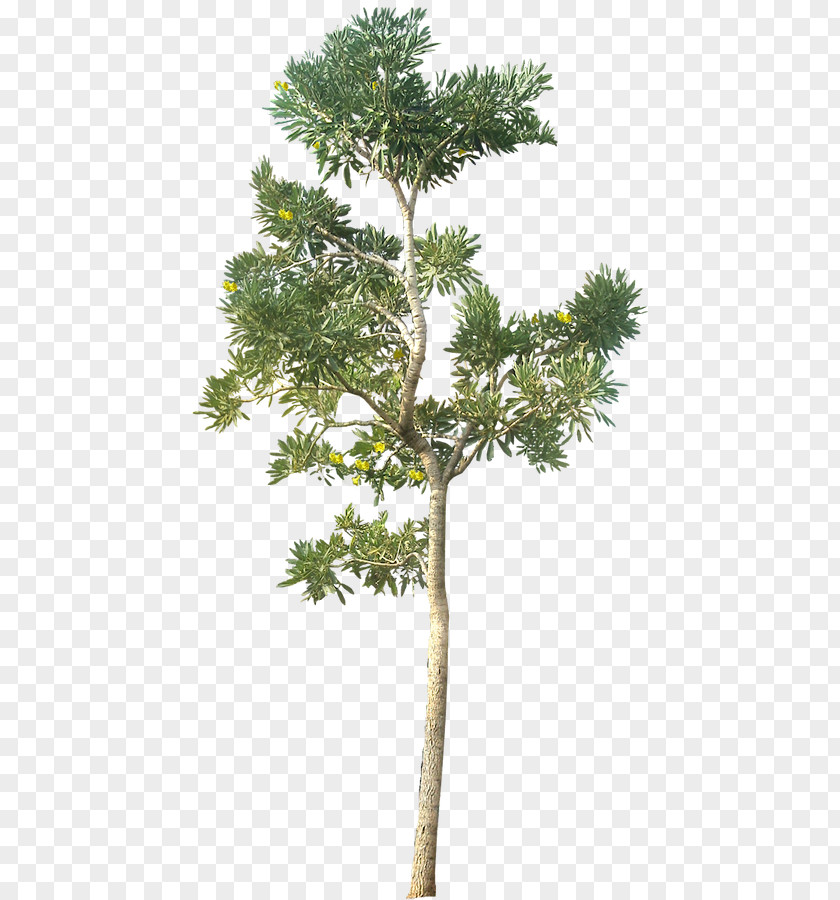 Hyun Ying Tree Clip Art PNG