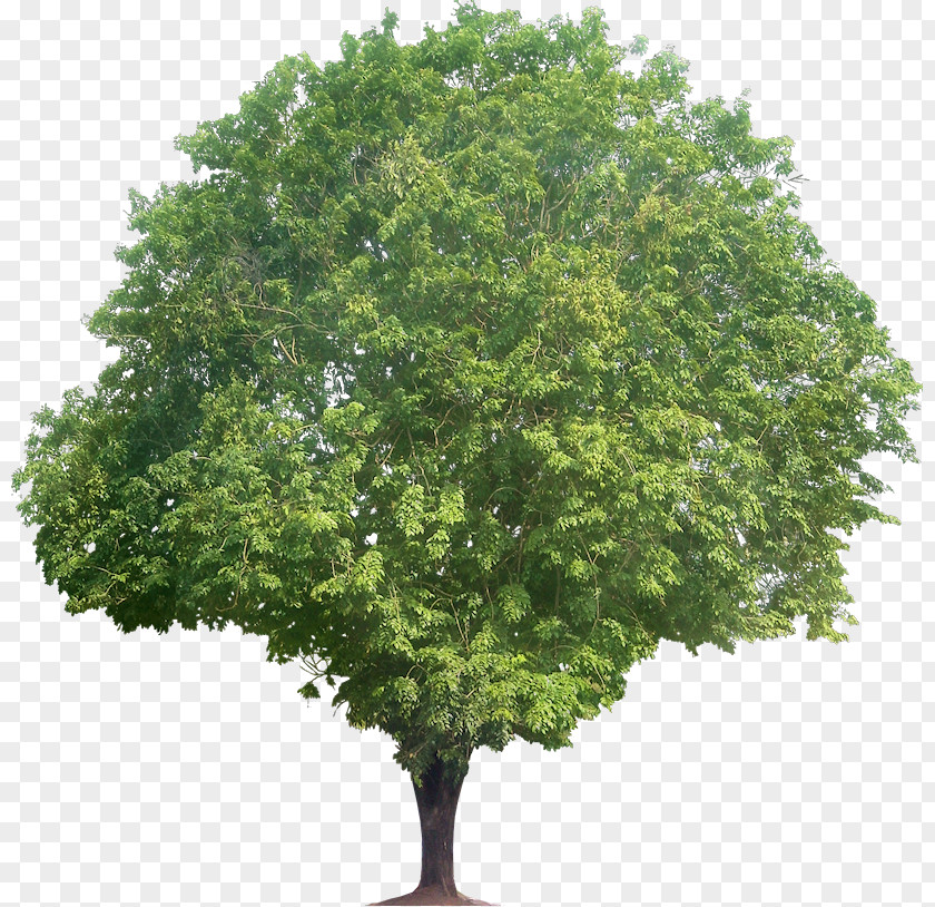 Trees Narra Red Sandalwood Tree Plant PNG