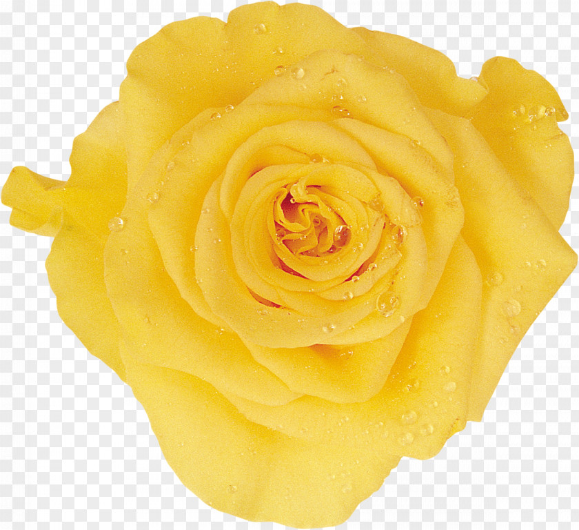Yellow Rose Headscarf Corsage Choir PNG