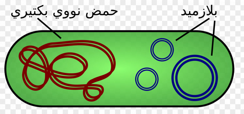 Arabic Plasmid DNA Bacteria Cloning Vector PNG