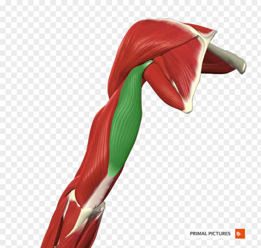 Arm Muscle Close-up Shoulder PNG
