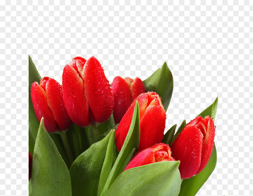 Beautiful Tulip Bud Image Flower Dew High-definition Television Wallpaper PNG