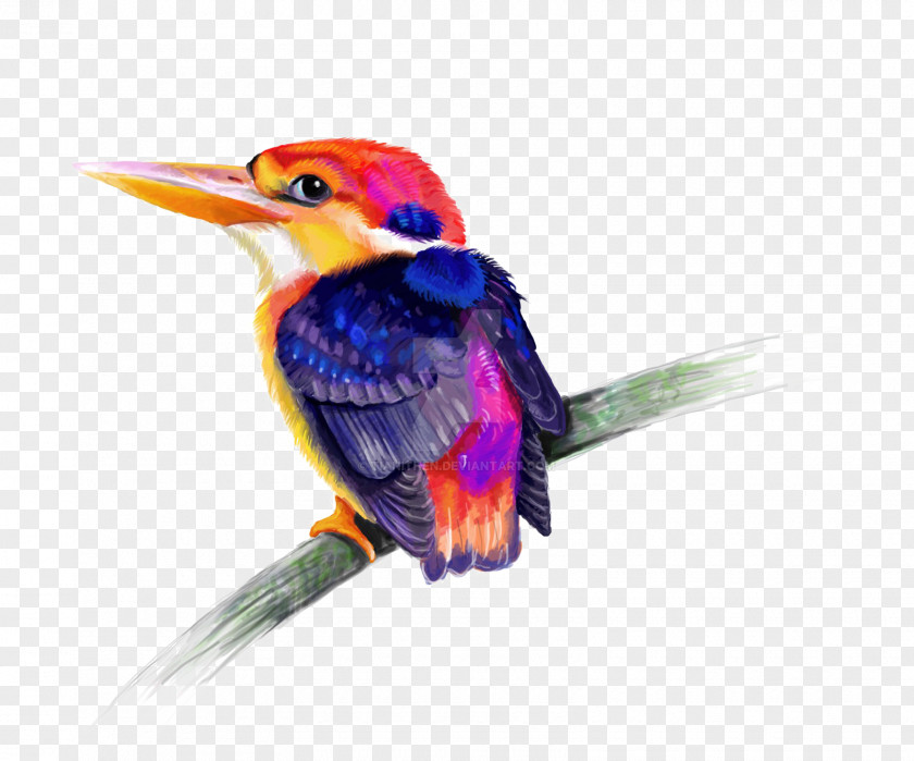 Bird Kingfisher PNG