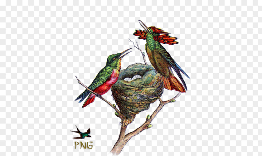 Bird Ruby-throated Hummingbird Nest Clip Art PNG