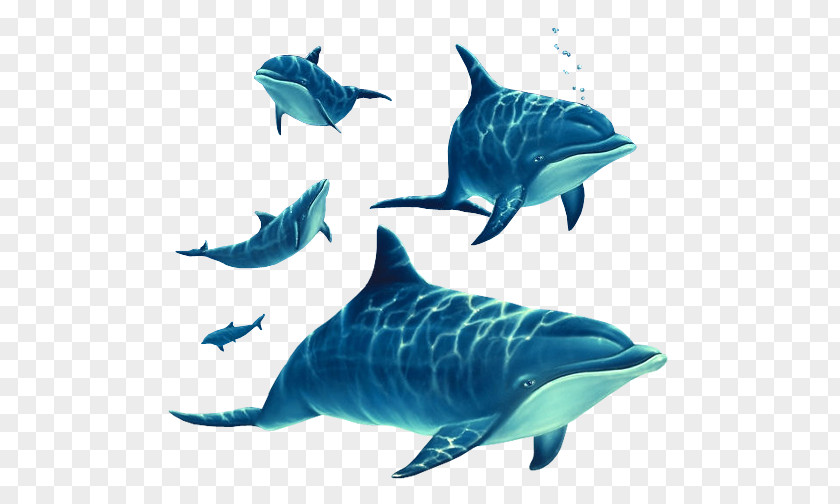 One Fish Two Spinner Dolphin Common Bottlenose Short-beaked Rough-toothed Tucuxi PNG