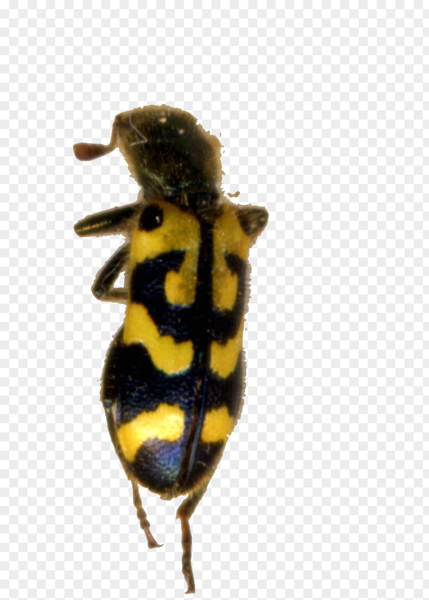 Scarab Beetle Honey Bee Weevil Pest PNG