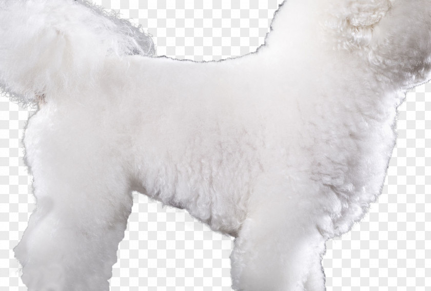 The Body Of A Taller Dog Maltese Bichon Frise Standard Poodle Miniature PNG