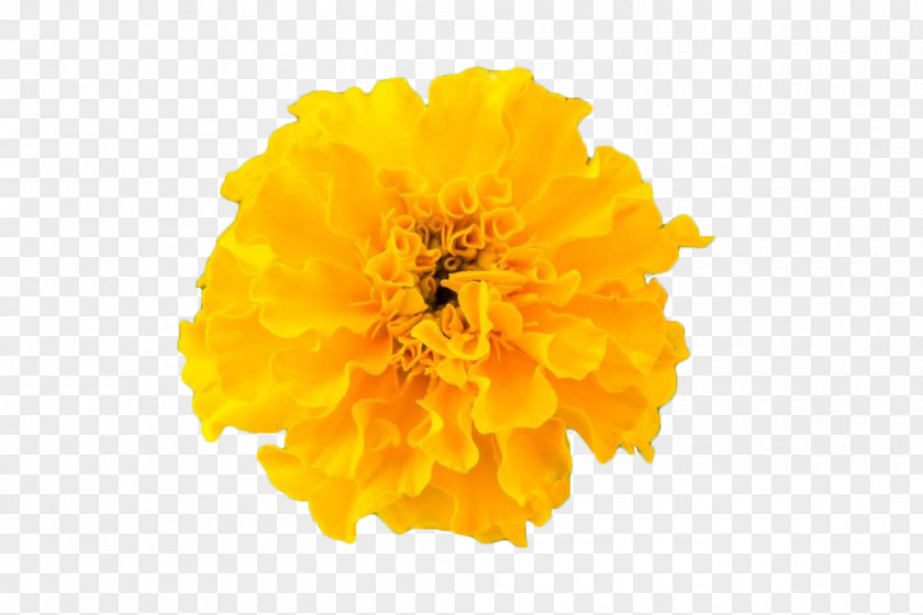 Yellow Chrysanthemum Google Images PNG