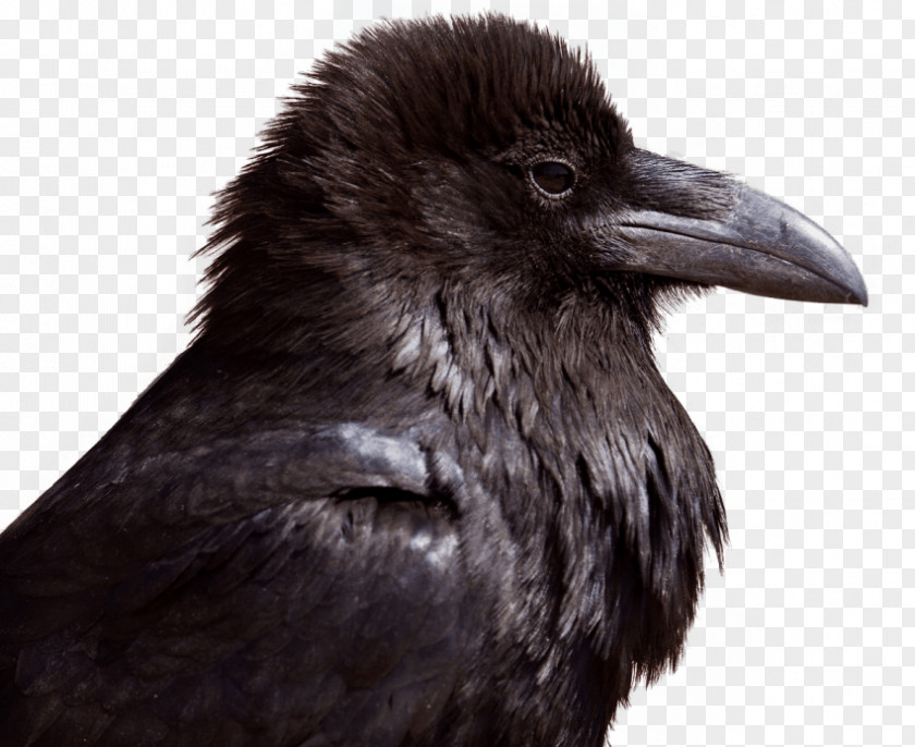 Bird Crow Common Raven Transparency PNG